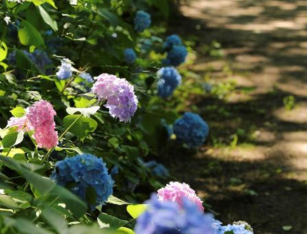 Photo, hiking, the scenery, hydrangea, 