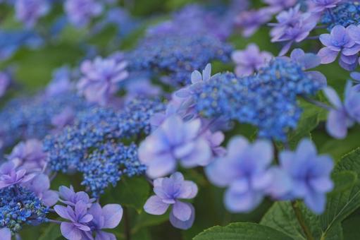 青いガクアジサイの写真
