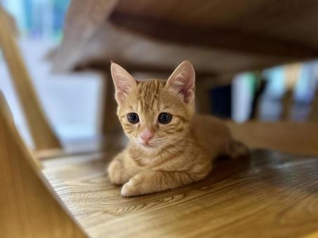 Photo, cat, kitten, tiny, 