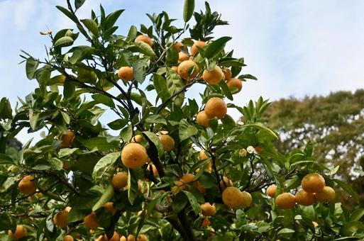 みかんの木と秋空 みかん,みかんの木,みかん狩りの写真素材