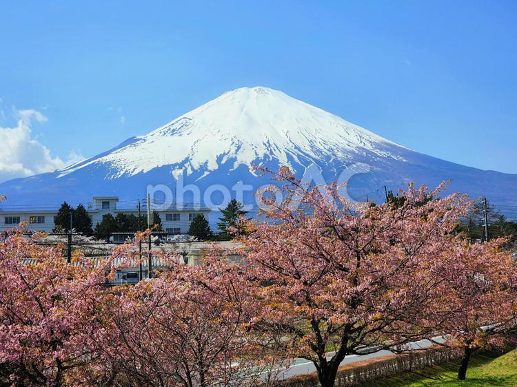 さくら公園からの富士山 さくら,桜,桜木の写真素材
