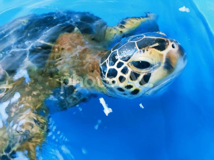 アオウミガメの目線 アオウミガメ,亀,目線の写真素材