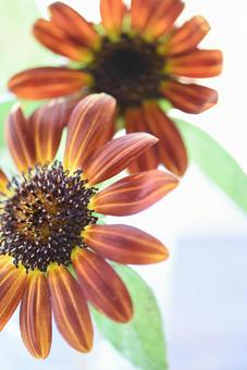 向日葵 向日葵の写真