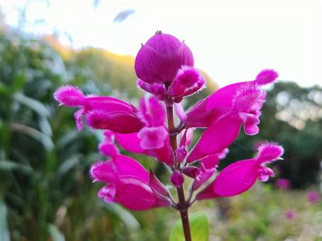 秋の花 秋の花の写真