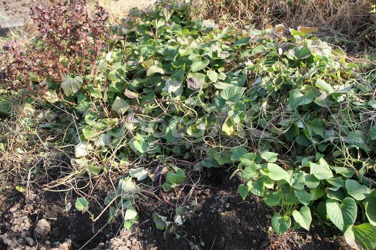 さつま芋掘り　収穫　17-01 さつまいも,さつま芋掘り,芋掘り遠足の写真素材