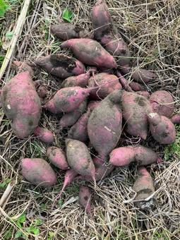 芋掘り さつまいも,芋,芋掘りの写真素材