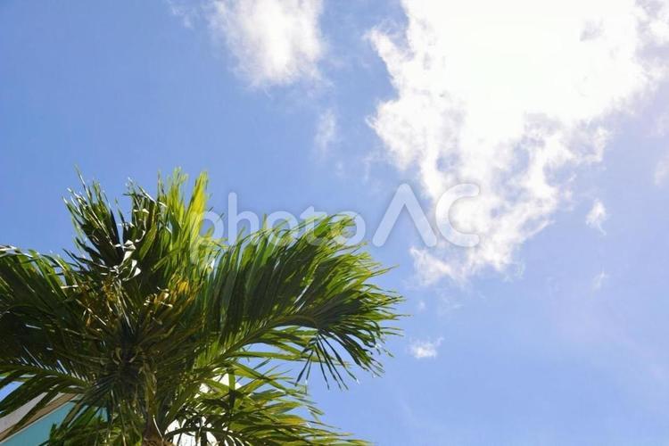 ヤシの木と空 ヤシの木,夏,空の写真素材