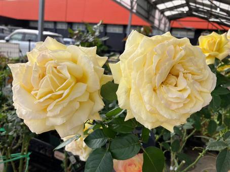 ハイブリッドティーローズの花 ハイブリッドティーローズ,シャンティクリーム,薔薇の写真素材