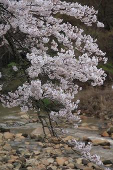 宮城野早川堤の桜と川 宮城野早川堤の桜と川の写真