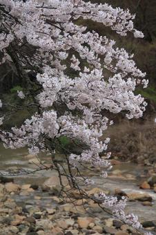 宮城野早川堤の桜と川 ソメイヨシノ,4月,自然の写真素材