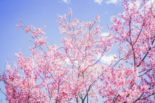 桜の木のイメージ 桜の木のイメージの写真
