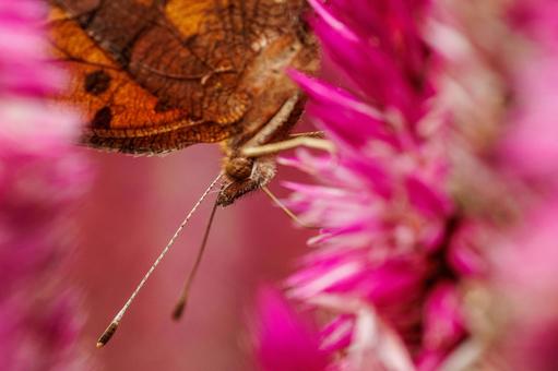 ケイトウの蜜を吸うタテハ蝶 花,植物,自然の写真素材