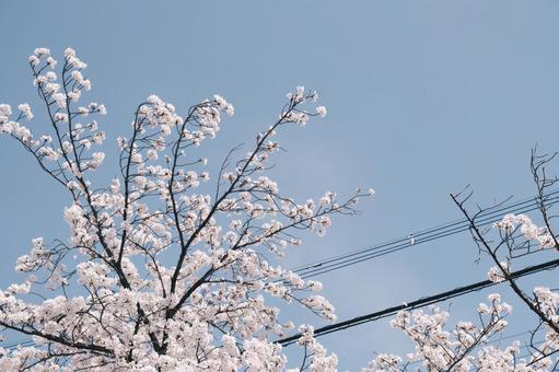桜と電線 桜,さくら,春の写真素材