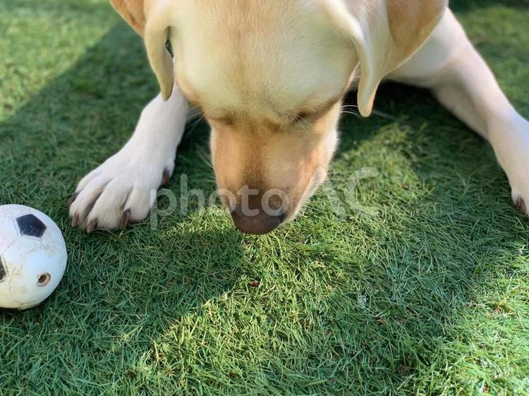 てんとう虫と犬 ラブラドール,ペット,犬の写真素材