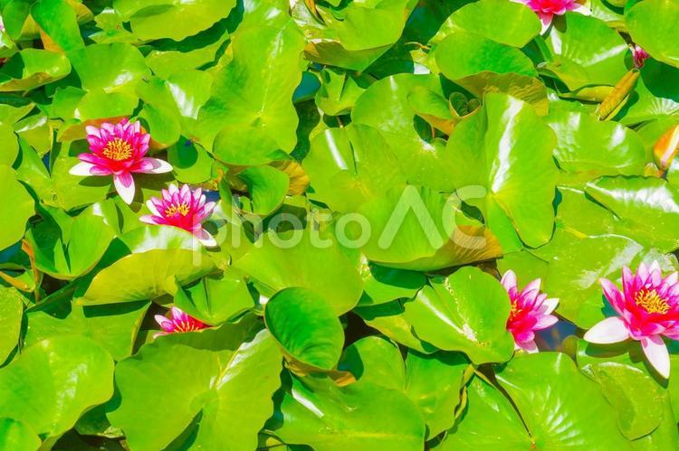 蓮の花と葉のクローズアップ 蓮,蓮の花,蓮の葉の写真素材