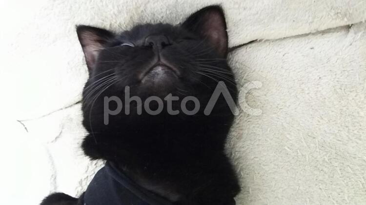 仰向けで寝る黒猫 ヘソ天,ペット,メスの写真素材