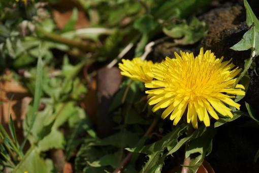 たんぽぽの花1 たんぽぽの花1の写真