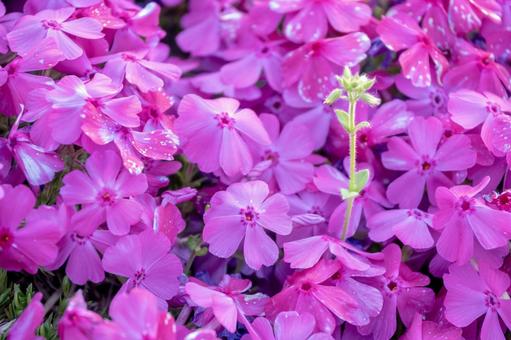 Moss Phlox, JPG