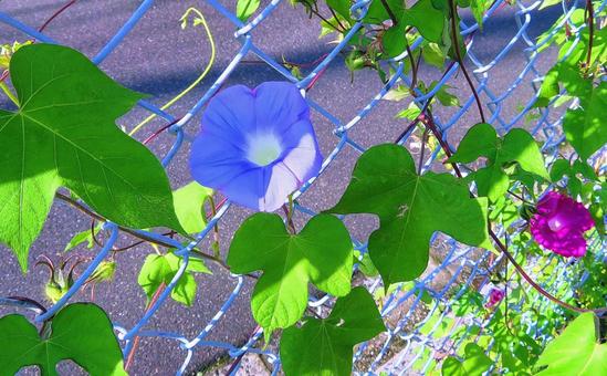 フェンスの朝顔の花 フェンスの朝顔の花 の写真