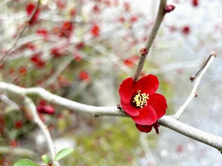 梅 花 梅,花,枝の写真素材