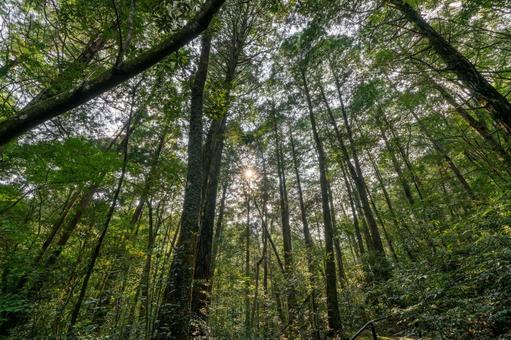 木漏れ日が差し込む森林の風景 木,光,木漏れ日の写真素材