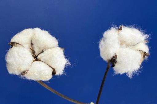 綿花 植物,綿木,綿の花の写真素材
