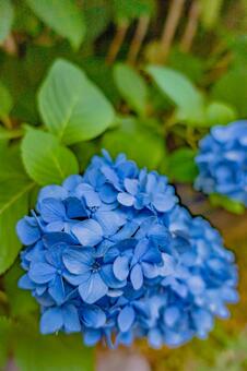 あじさい、アジサイ、紫陽花 あじさい、アジサイ、紫陽花の写真