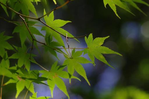 青モミジ もみじ 青葉 若葉 青モミジ もみじ 青葉 若葉 青モミジ,モミジ,青葉の写真素材