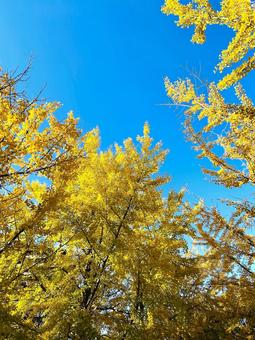イチョウ 並木道 紅葉 青空 イチョウ 並木道 紅葉 青空の写真