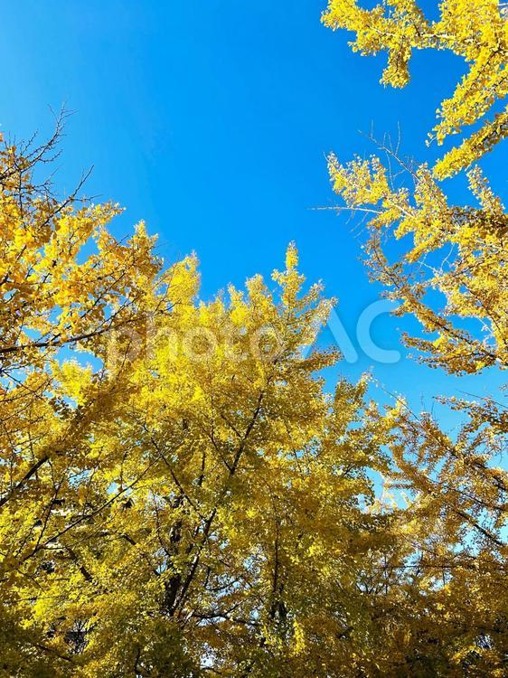 イチョウ　並木道　紅葉　青空 イチョウ,秋,自然の写真素材