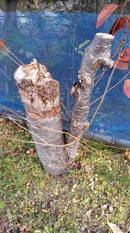 伐採後の木 樹木,伐採,木の写真素材