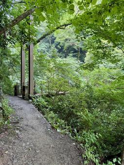 夏の高尾山　四号路　ハイキングコース 四号路,ハイキングコース,森の写真素材