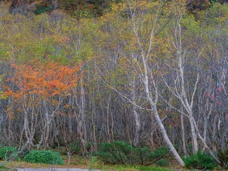 紅葉の姥ヶ平 紅葉の姥ヶ平の写真
