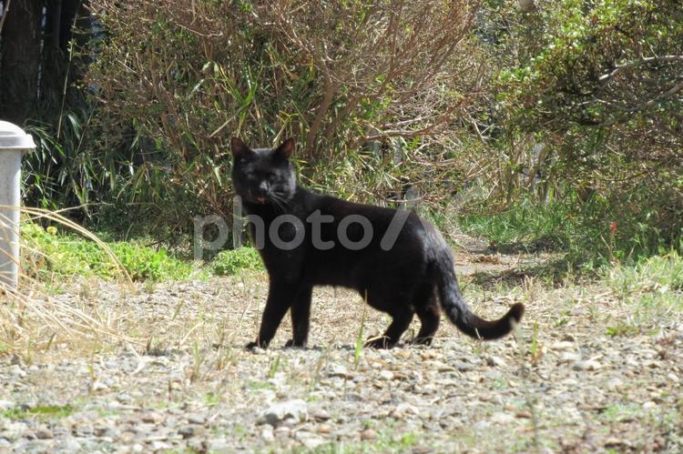 こちらに気づき、じっと見る黒猫 ネコ,黒い,黒猫の写真素材