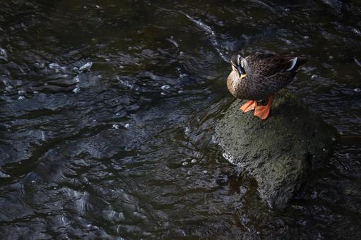 鴨が立つ岩場とせせらぎの写真