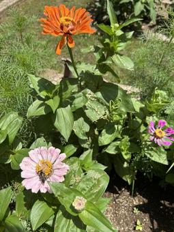 ハチがいる百日草の花壇 ハチがいる百日草の花壇の写真