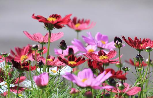 赤~ピンク系の鮮やかなコスモスの花 赤~ピンク系の鮮やかなコスモスの花の写真