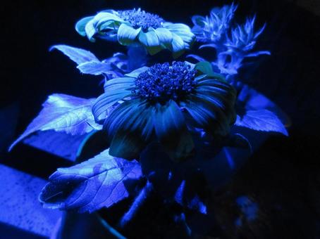 Photo, sunflower, night, midnight, 