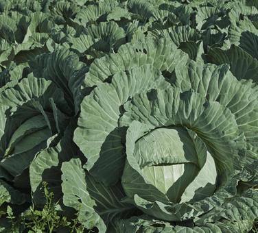 キャベツ畑 キャベツ畑,菜園,畑の写真素材