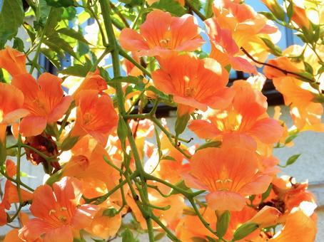 【花の写真】ノウゼンカズラ(凌霄花) 【花の写真】ノウゼンカズラ(凌霄花)の写真