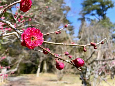 早春に咲く紅梅 梅,ウメ,花の写真素材
