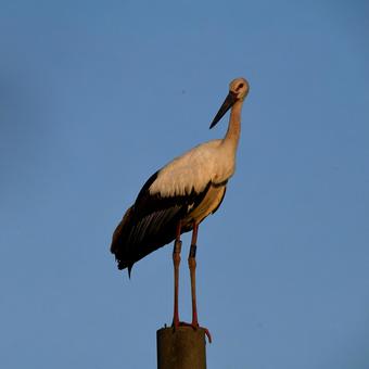 コウノトリ12 コウノトリ12の写真