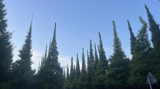 Photo, ginkgo biloba, ginkgo, ginkgo bunches, 
