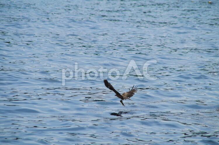 獲物を捕まえた鳶 鳶,獲物,海の写真素材