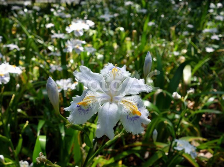 日比谷公園の菖蒲 公園,都心,日比谷公園の写真素材