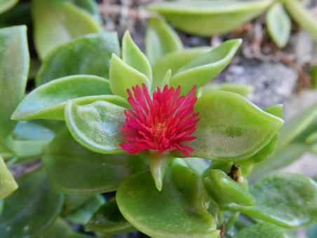 【花の写真】ハナツルソウ(花蔓草) 【花の写真】ハナツルソウ(花蔓草)の写真