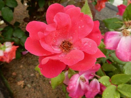 【薔薇の写真】バラの花 【薔薇の写真】バラの花の写真