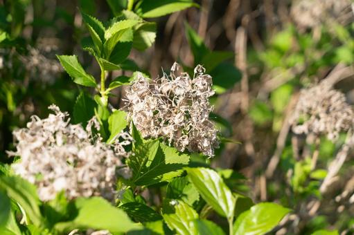 枯れた紫陽花と新緑の対比① 枯れた紫陽花と新緑の対比①の写真