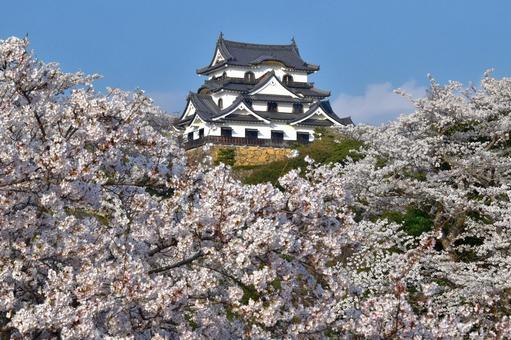 彦根城 城,彦根,彦根城の写真素材