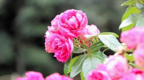 河津バカテル公園　秋バラの写真